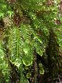 Minature world in a mossy log, Binna Burra IMGP1514